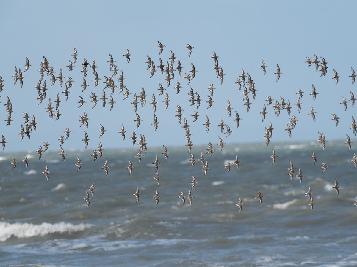 daronherbertart's tweet photo. Lots of waders at high tide, Sker this morning. I think these are Sanderling also Turnstone, Oystercatcher, Curlew, and Dunlin. https://t.co/n0PqUS6y2b