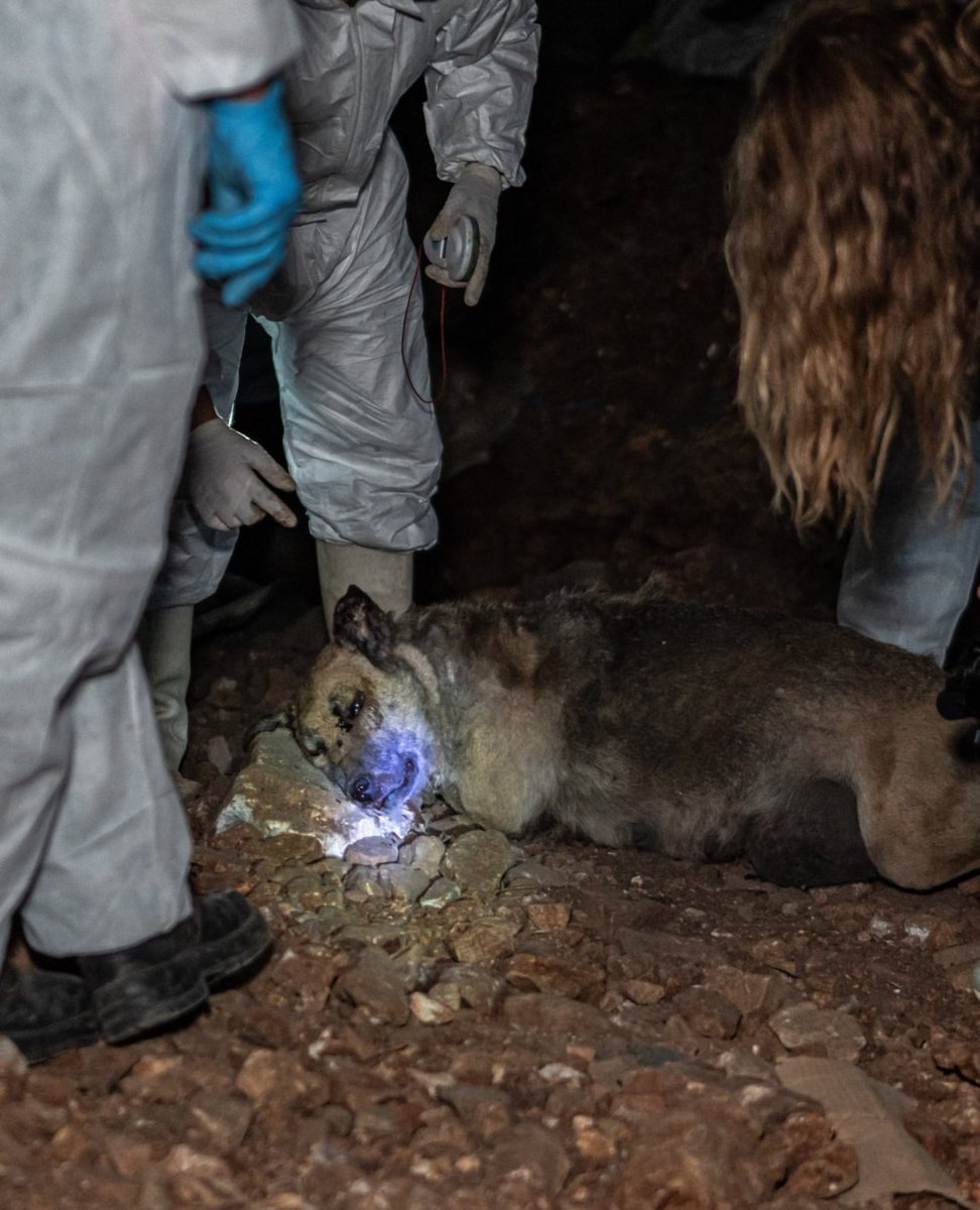 Sevmiyosundur anlarım.
Korkuyosundur gerçekten anlarım.Ben buna saygı da duyarım.Ama başıboş köpek sorunu diye buna hak görenleri, bunu destekleyenleri anlayamam.Ben bu hayvanları öldüren bir katille, insan öldüren katil arasında bir fark göremiyorum. #KatliamVar