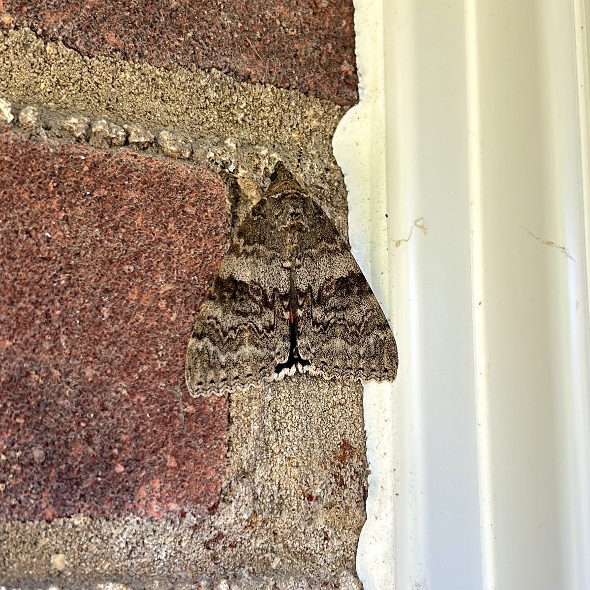 2nd Red Underwing I’ve found today. 1 in a subway near my house &amp; 1 on my front door