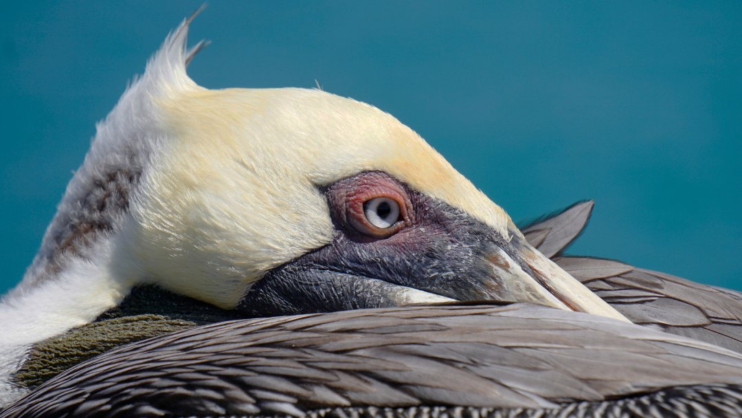 Without our members, we could not fund the crucial research and fieldwork our team and partners are carrying out to protect and preserve the Galapagos Islands and their rich biodiversity.

Learn more: tinyurl.com/GCTMembership

📷 © Jacob G. Salínas