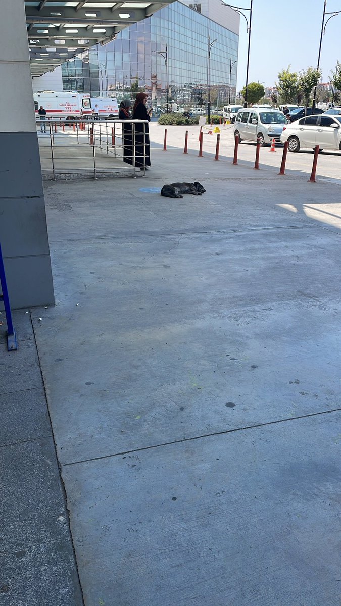 Konya Şehir Hastanesi içerisinde ve bahçesinde bulunan, hastalara tehlike oluşturan başıboş köpekler toplatılmıştır.

Teşekkürler <a href="/Konyabuyuksehir/">Konya Büyükşehir Belediyesi 🇹🇷</a>