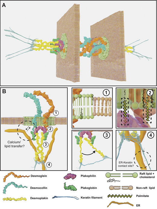 JCellBiol's tweet photo. Navaneetha Bharathan @genehackrman, Alexa Mattheyses, and Andrew Kowalczyk @CellJxn provide a historical perspective on the discovery of #desmosomes and how imaging technologies have advanced our understanding of this adhesive intercellular junction. https://t.co/Buv2jEl9sT https://t.co/jn3Ic7yTRq