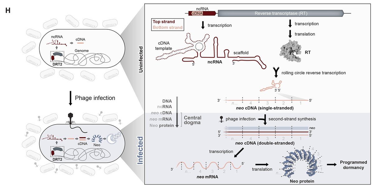 Researchers report in Science that infected bacteria surprisingly fight back with “hidden” genes that halt cell growth, slowing viral spread. 

The results highlight the potential for other “hidden” genes to be unearthed in different biological contexts. scim.ag/7Yy