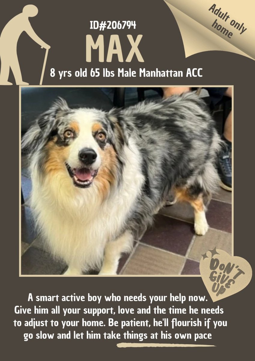 anja_brckner3's tweet photo. An Aussie Shepard is a rare #beauty at #NYCACC and of course doesn't #acclimate well in a small cage... Beautiful #Max is looking for an #active person who understands his needs and maybe also likes to do agility with him🏃🏼♀️🥏
#foster #adopt #pledge
https://t.co/D0mqSu6xKQ https://t.co/GRsxxjI8AB