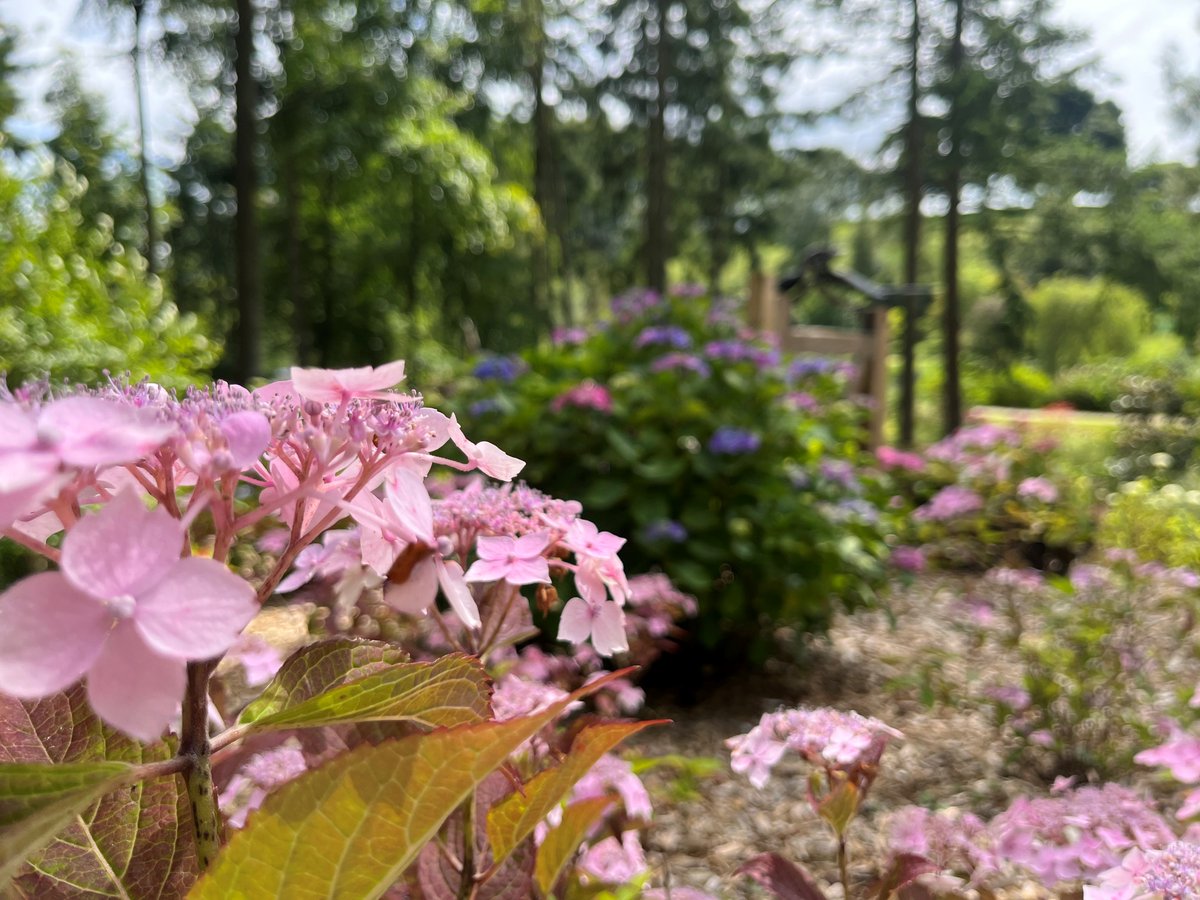The_Hutts's tweet photo. The Hydrangeas are looking gorgeous at the moment, dotted around the garden and in our new Hydrangea Bed. The variety of colours is inspiring.
#harrogate #hydrangea #yorkshire #ripon #northyorkshire #Attractions #dogswelcome #summercolours #YorkshireGardens https://t.co/tXEvKZARfb
