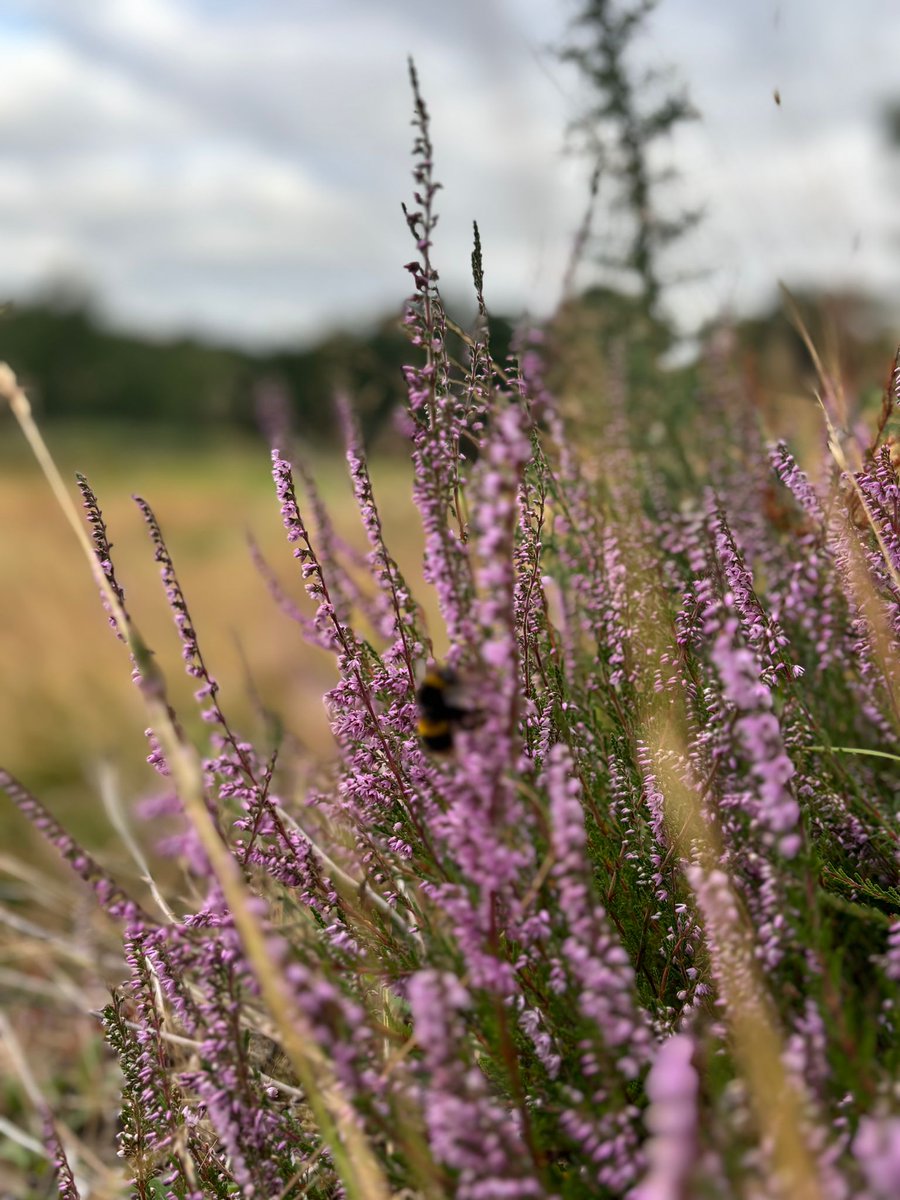 SandiwayGreens's tweet photo. We are at the beginning of a long process. But initial signs, after being very patient, are encouraging. #heatherregeneration @NaturalEngland @ForestryComm https://t.co/sMFuat1cK2