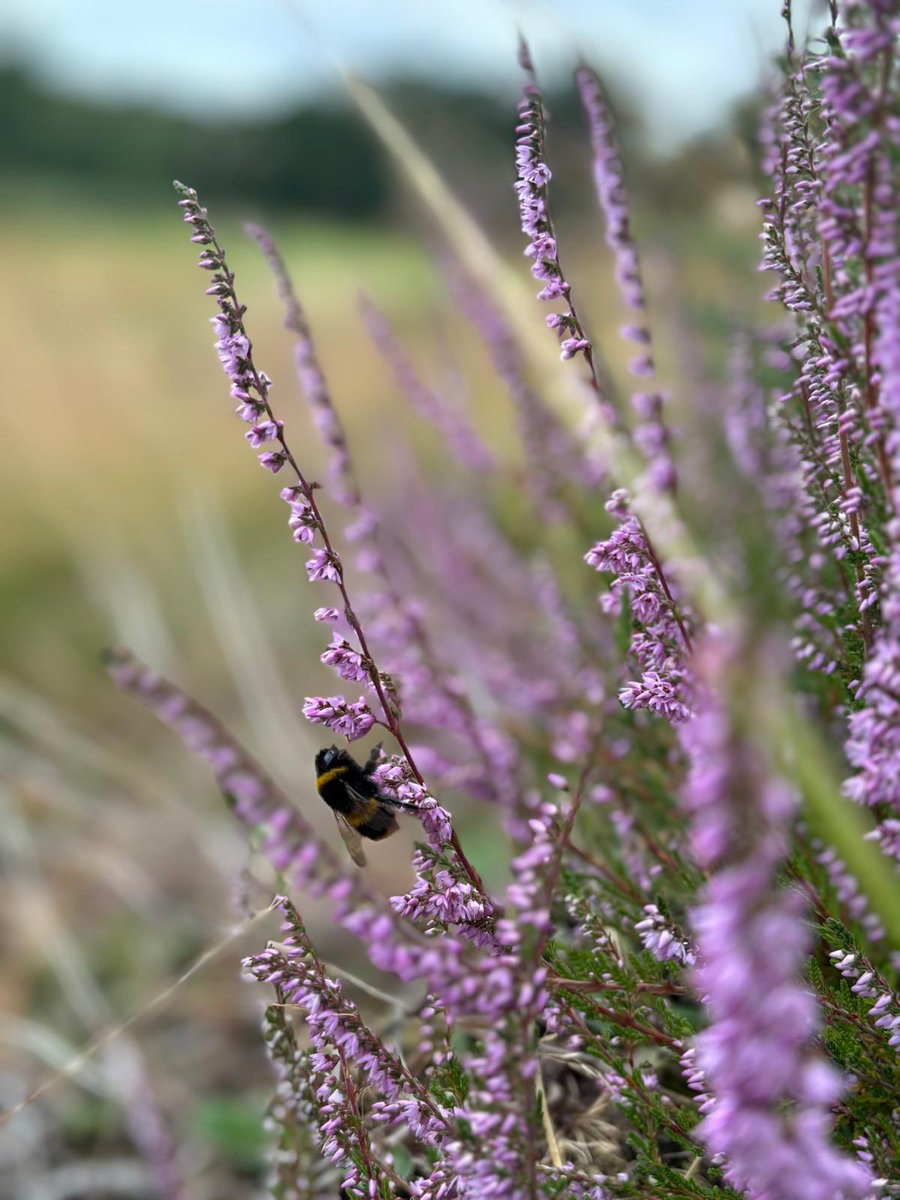 SandiwayGreens's tweet photo. We are at the beginning of a long process. But initial signs, after being very patient, are encouraging. #heatherregeneration @NaturalEngland @ForestryComm https://t.co/sMFuat1cK2