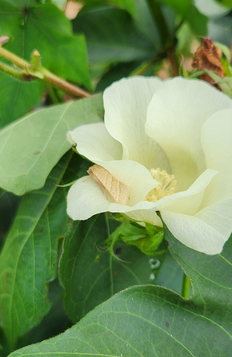 Easily observed mating green stink bugs and tobacco budworm (TBW) moths this morning in cotton. This was a patch of non-Bt cotton of mine, so TBW eggs and hatching larvae have a chance here. Any TBW in Bt cotton are doomed. Capture of TBW moths in traps increased this past week.