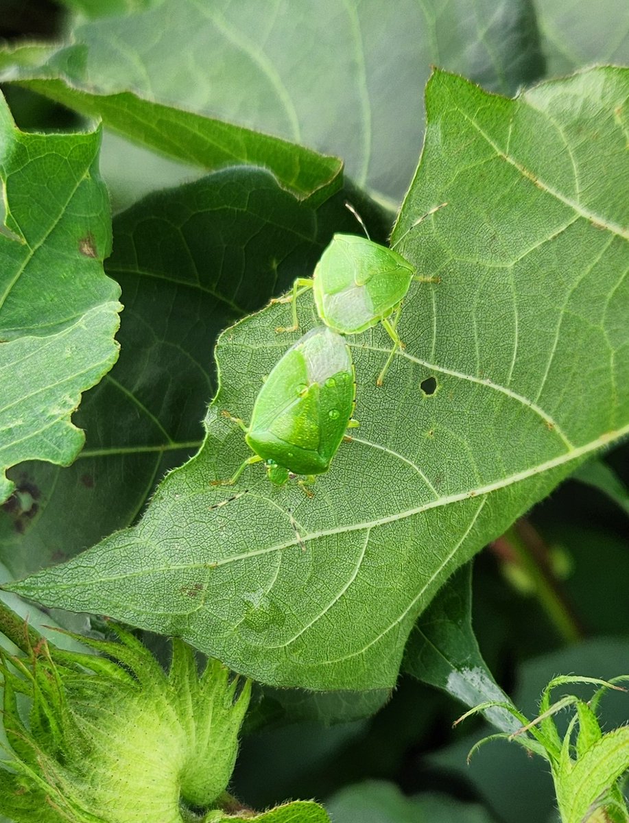 Jeremy Greene tweet media