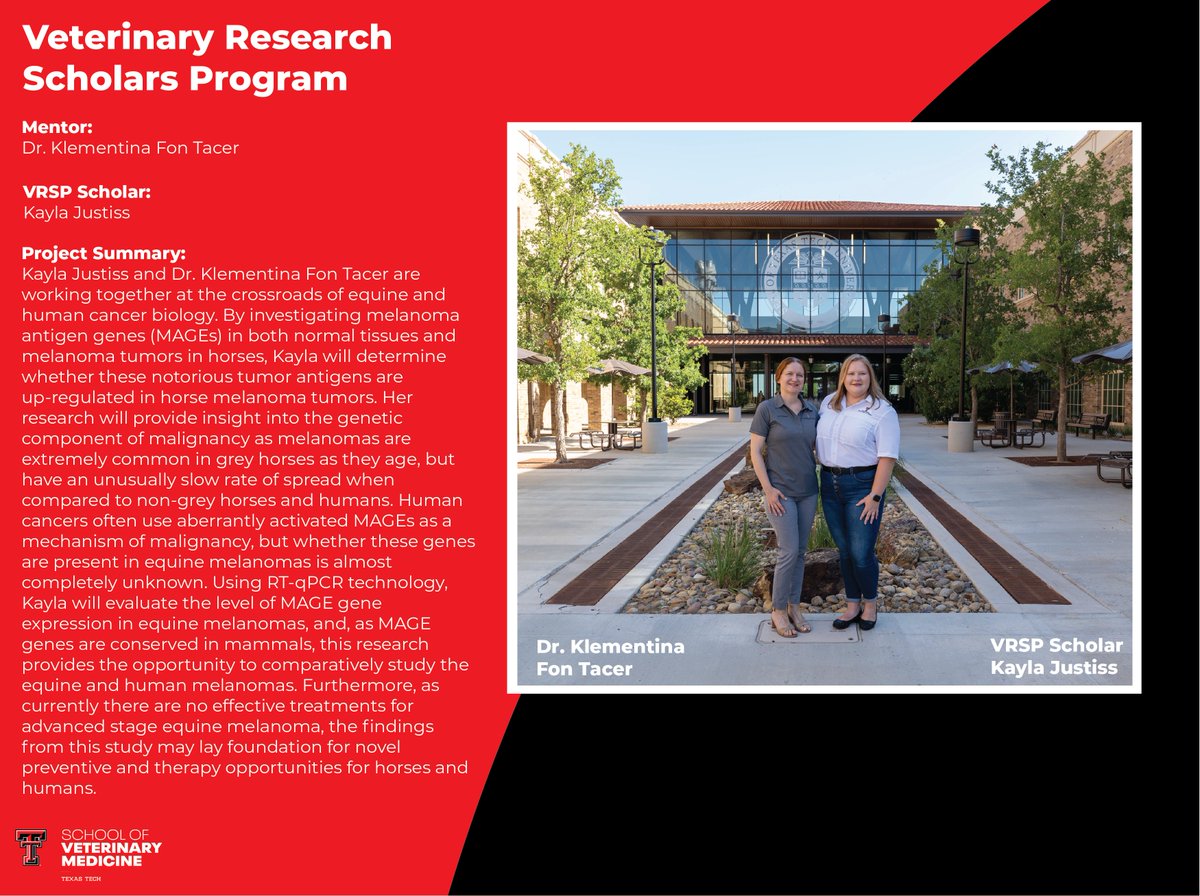 TTUVetMed's tweet photo. Veterinary Research Scholar Kayla Justiss and Dr. Klementina Fon Tacer are exploring the crossroads of equine and human cancer.

Together they are using One Health principles to establish novel genetic immunotherapy options in horses.

Wreck ‘Em RaiderVet Researchers!

#TTUVetMed https://t.co/uKs3DJbDzC