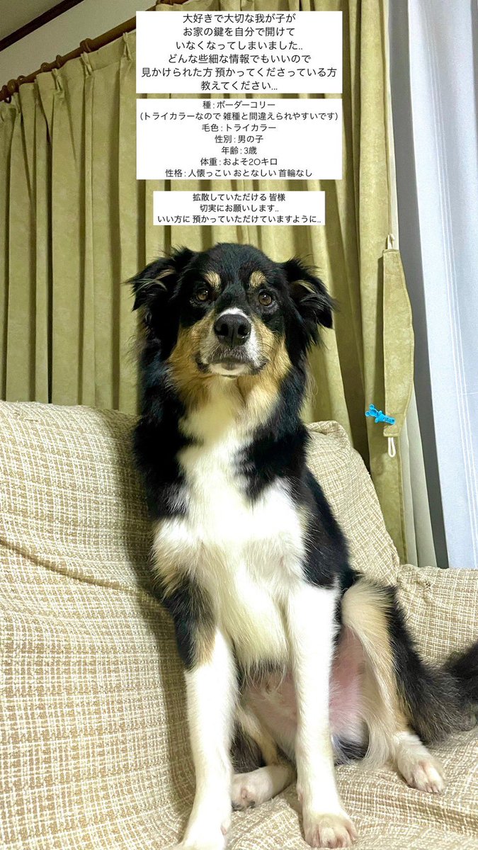 yukicham935's tweet photo. 友達のワンちゃんがいなくなってしまいました。大阪市平野区です。
8月6日に家の鍵を自分で開けて出ていってしまったようです。どん些細な情報でも構いませんので、見かけたりした方はよろしくお願いします🙇‍♀️拡散して頂ければ幸いです🙇‍♀️ご協力お願いいたします。
#迷子犬
#迷子犬情報
#ボーダーコリー https://t.co/NzHOSdxecR