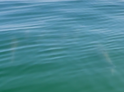 joemaczim's tweet photo. Tarpon are large, athletic fish famous for how they leap into the air. They're often caught in the Florida Keys.

Schools of them are now being seen in Maryland
https://t.co/2LRCg4QFdO https://t.co/AD6QYgQaBM