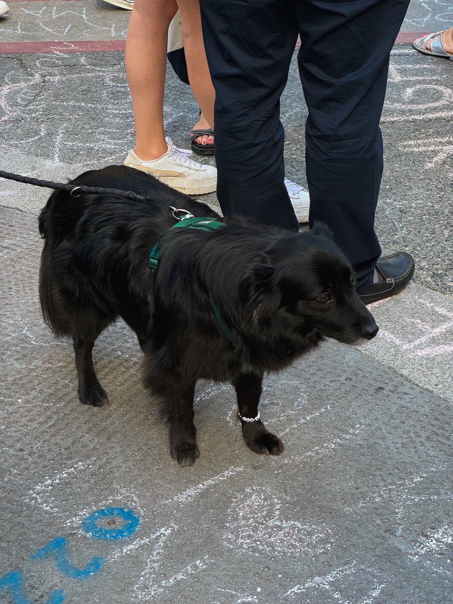 THE DOG HAS A THE BLACK DOG BRACELET