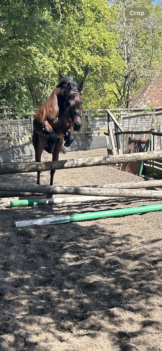 Henrietta Knight tweet media