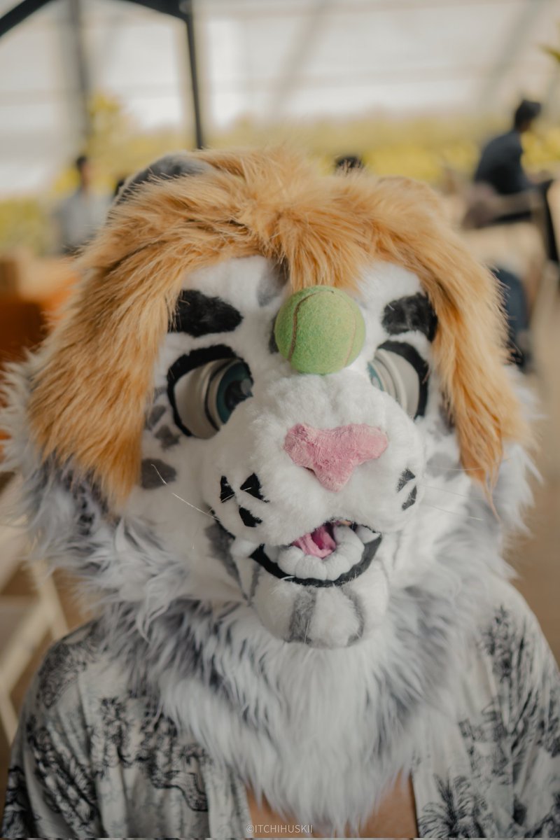 Vulpes_Paw Fursuit tweet media