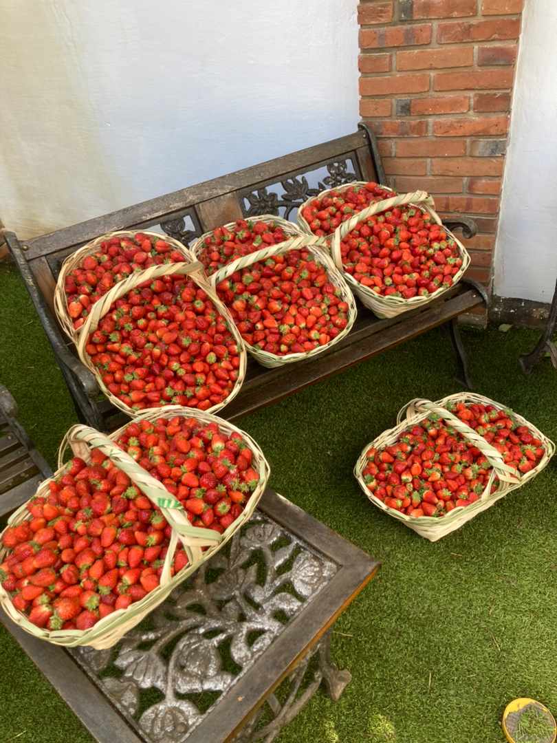 jennyarce91's tweet photo. LAS FRUTIS MAS DULCES 😍🍓🍓🍓🥳🥳🥳🚨🚨🚨 0986541730  📲 30.000 EL KG. 🍓🍓🍓🍓 https://t.co/dWCT51R5qC