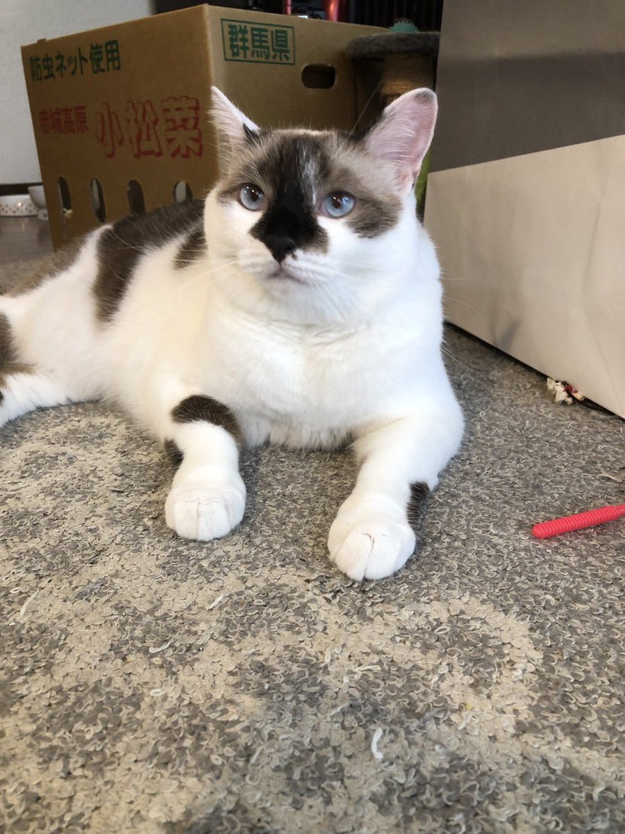 junretsu_yujiro's tweet photo. その昔わたくしが家の庭で保護し去勢した子猫を知り合いの方に譲渡したのですが今月5日に脱走してしまったんです。今5才。今日でいなくなって4日。飼い主様を見てると可哀想で…どうか見つかってほしい。 https://t.co/OENN35m69I