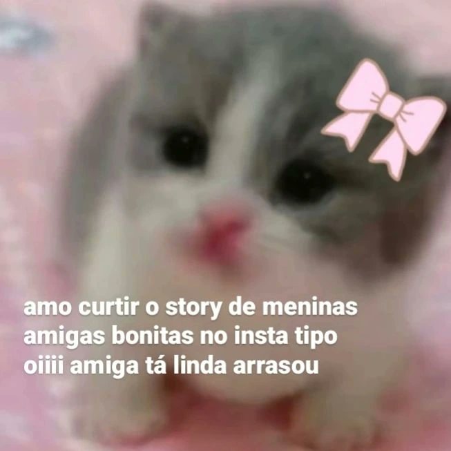 perfil dedicado a gatinhos e peitos (@odeiootaco) on Twitter photo 