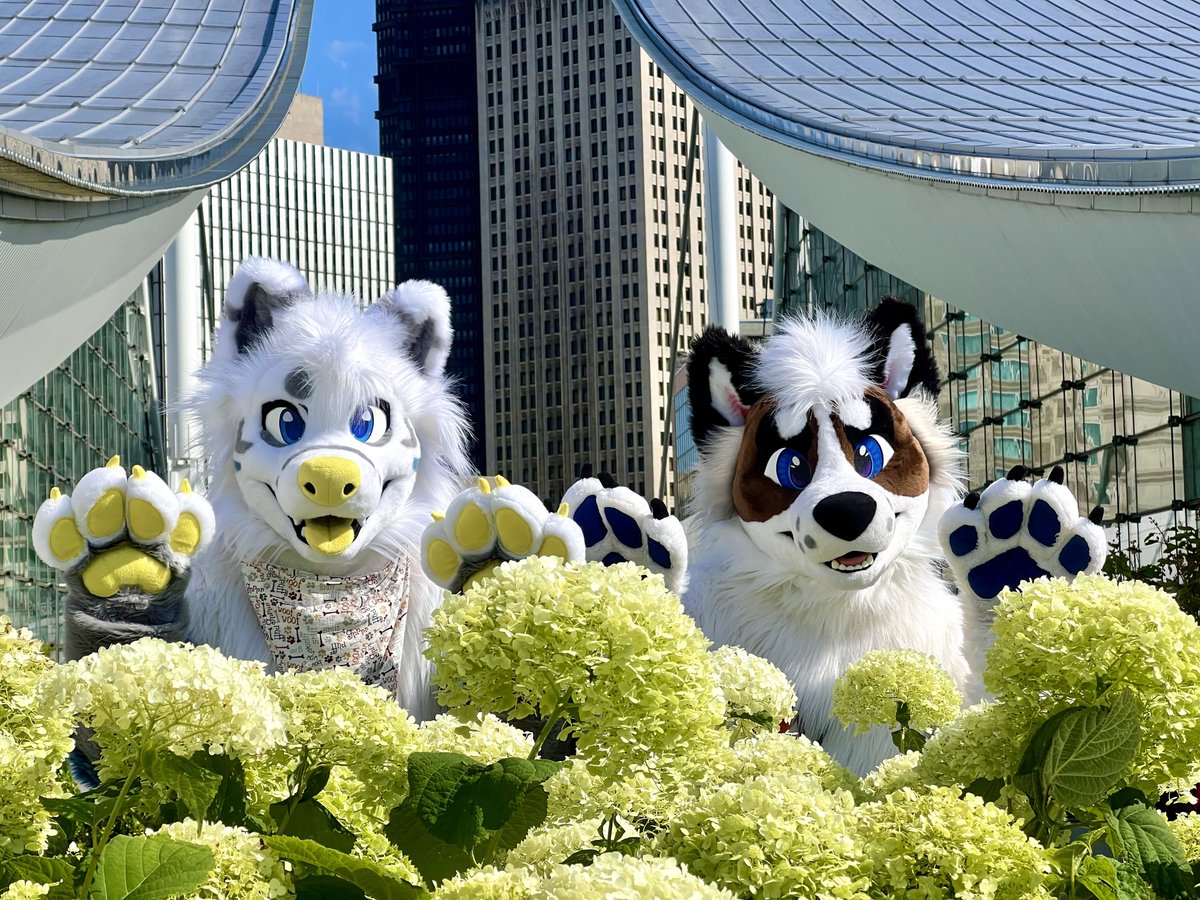 Chayen (@hubblechayen) on Twitter photo Trying to hide behind the bushes poorly this #FursuitFriday with <a href="/Amppubby/">Amp</a>
πΈ: <a href="/FlumeFusky/">Fwoom π FD, MP</a>
π: <a href="/9LIVES_fursuits/">π 9 LIVES // fursuits</a> / <a href="/Zuri_Studios/">Zuri Studios</a> Trying to hide behind the bushes poorly this #FursuitFriday with <a href="/Amppubby/">Amp</a>
πΈ: <a href="/FlumeFusky/">Fwoom π FD, MP</a>
π: <a href="/9LIVES_fursuits/">π 9 LIVES // fursuits</a> / <a href="/Zuri_Studios/">Zuri Studios</a>