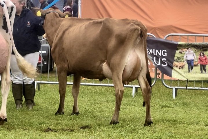 _DebbiesDesigns's tweet image. What a #Farm24, show time, rain, photography and of course fun. Reserve Interbreed with Moorview Banging Savannah @cogentbreeding #genetics