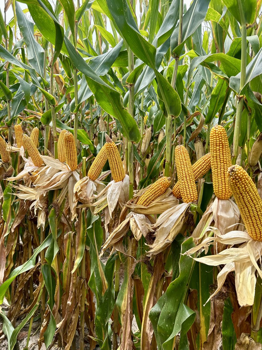 Sam Barré tweet media