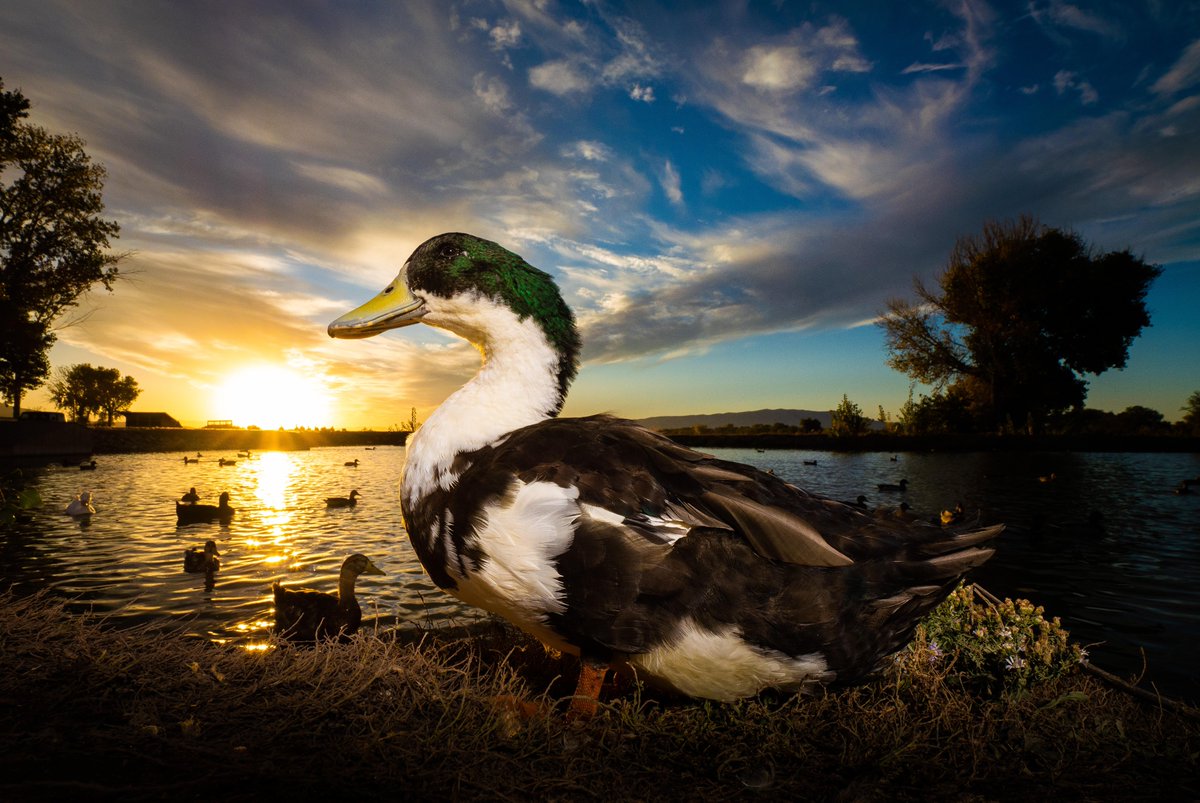 DuckFoodBot's tweet photo. What a stunner!

Repost to send some treats
https://t.co/bCx4zPeNUf https://t.co/KevmgKOjrU