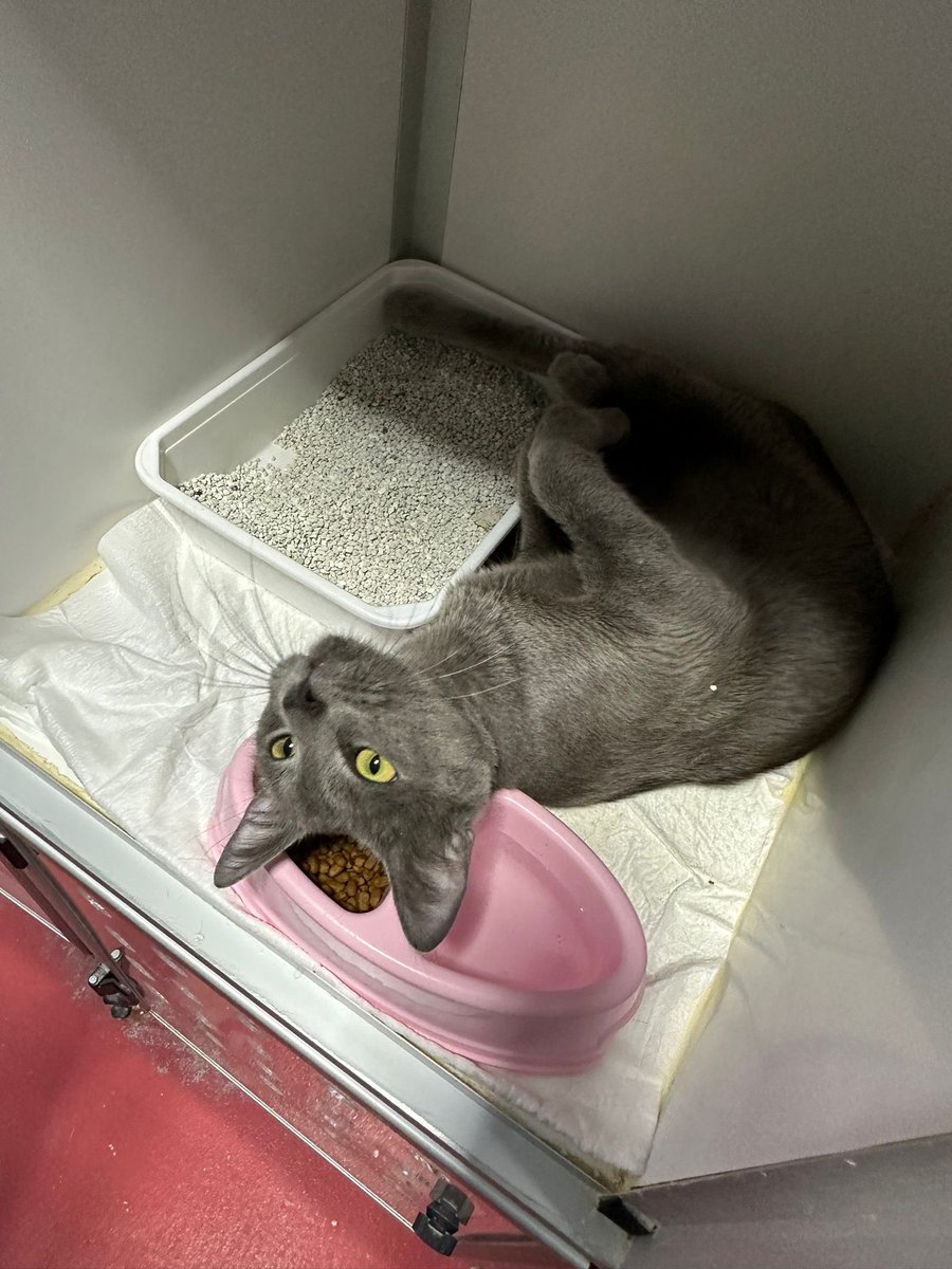 Bu kedi için gerçekten elimiz kolumuz bağlandı. Keşke bugün bir yuva çıksa.