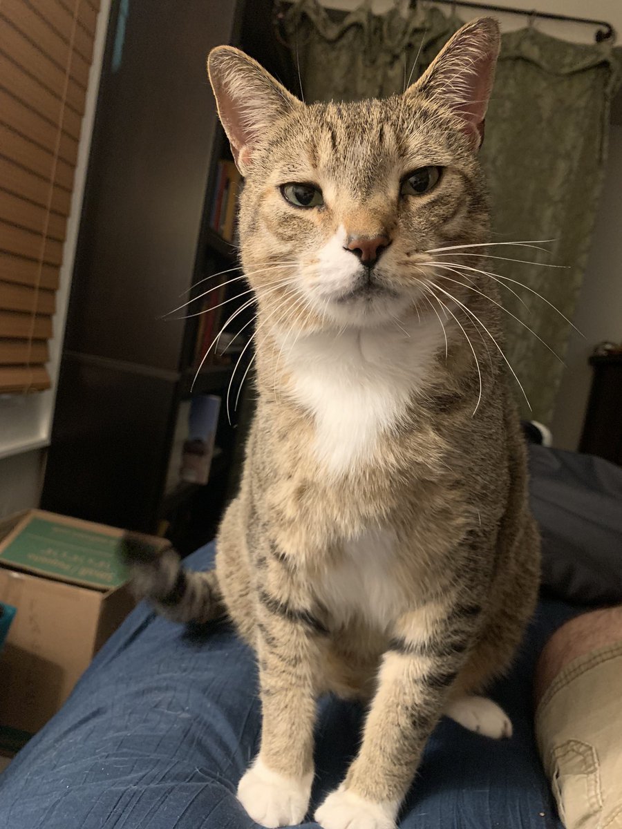 whChampion's tweet photo. Happy belated #NationalCatDay https://t.co/X2U5t89E7F