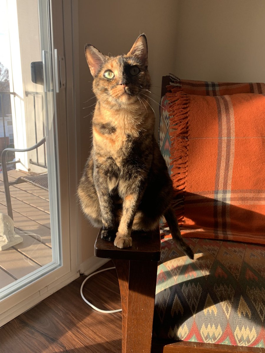 whChampion's tweet photo. Happy belated #NationalCatDay https://t.co/X2U5t89E7F