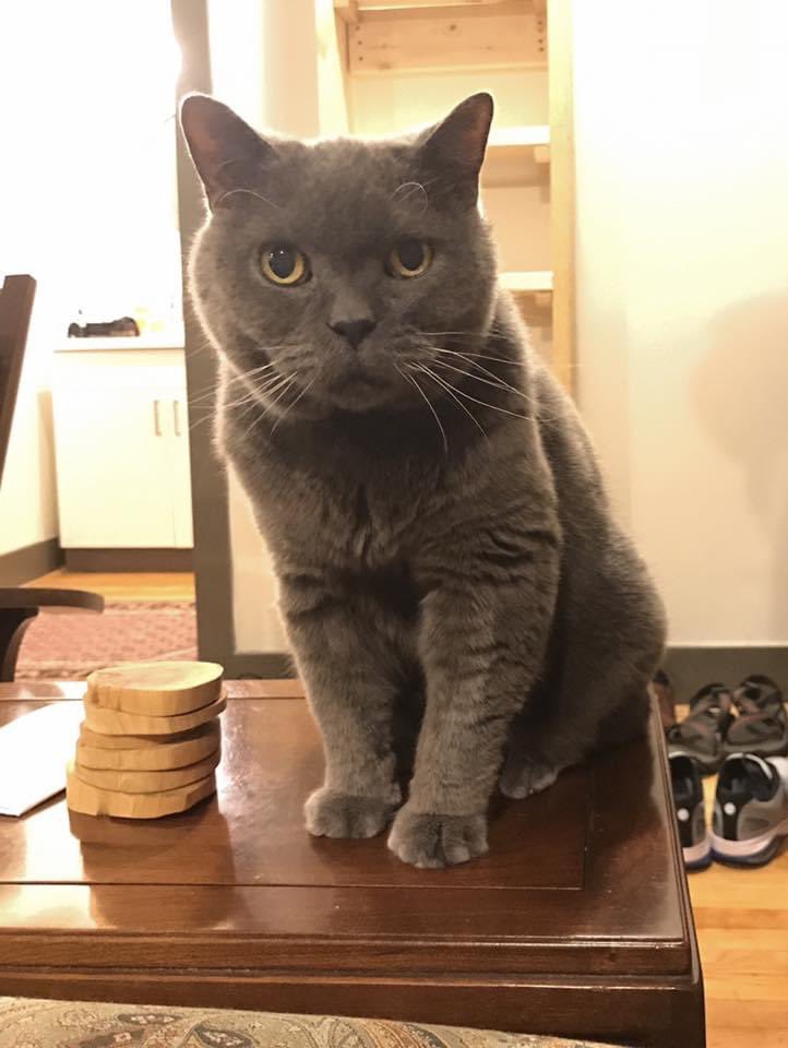 whChampion's tweet photo. Happy belated #NationalCatDay https://t.co/X2U5t89E7F