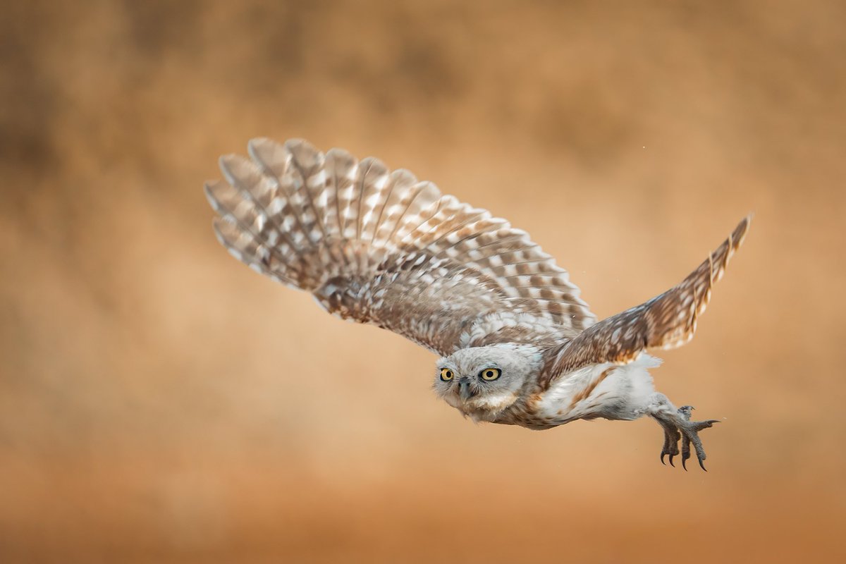 ناصر العثمان tweet media