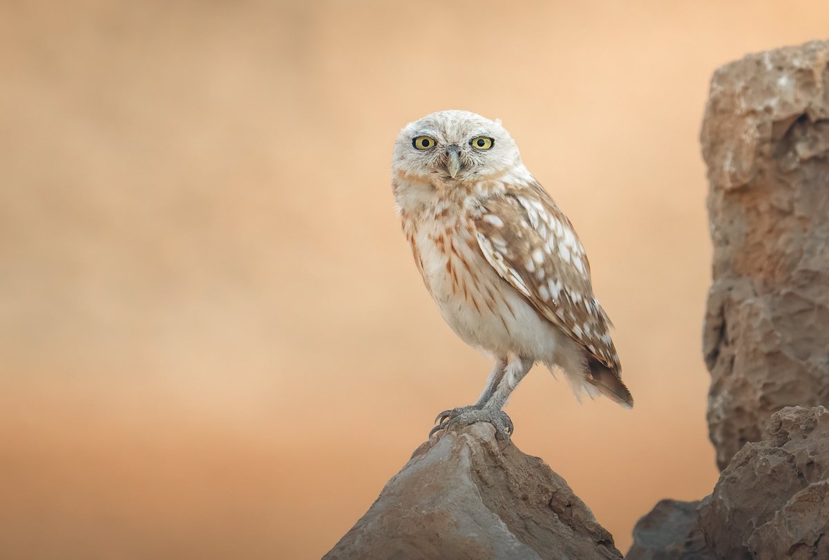 ناصر العثمان tweet media