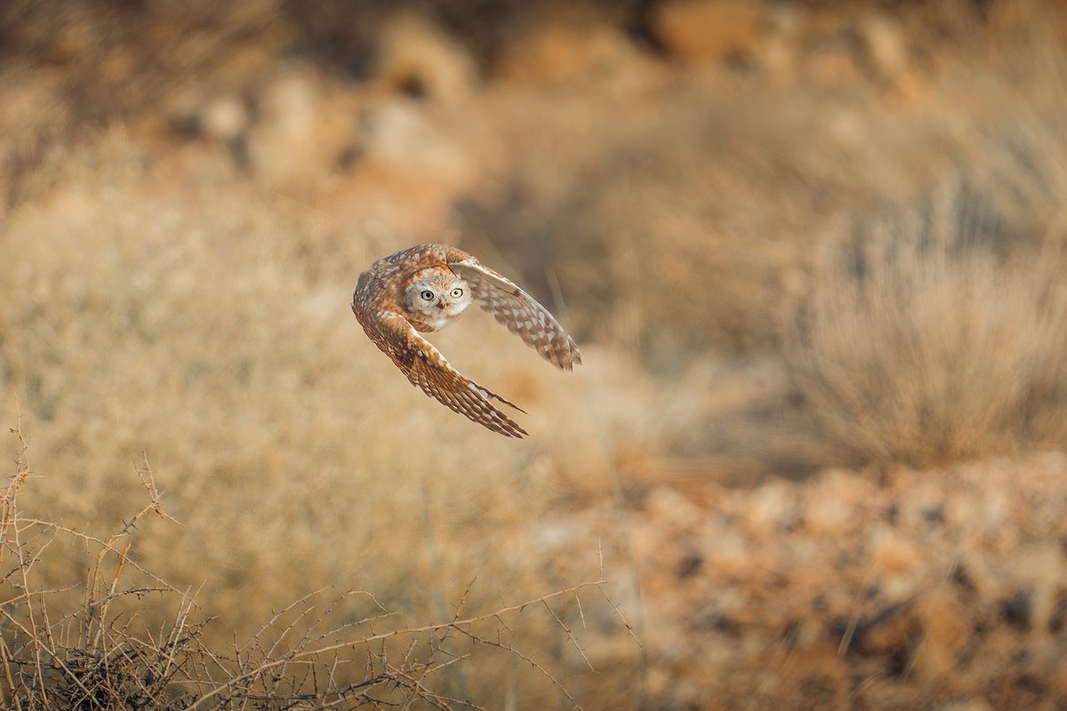 ناصر العثمان tweet media