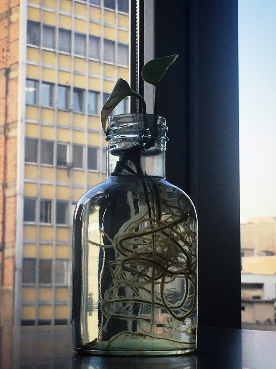 ساقه‌هایم را بریدی
با رقص ریشه‌هایم چه خواهی کرد ؟ 🌱