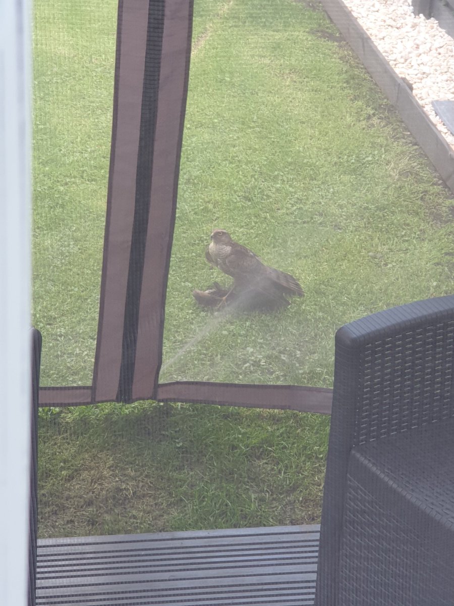 This bad boy just landed in the back garden...Thinking Sparrow Hawk but if anyone knows any different would be good to know.