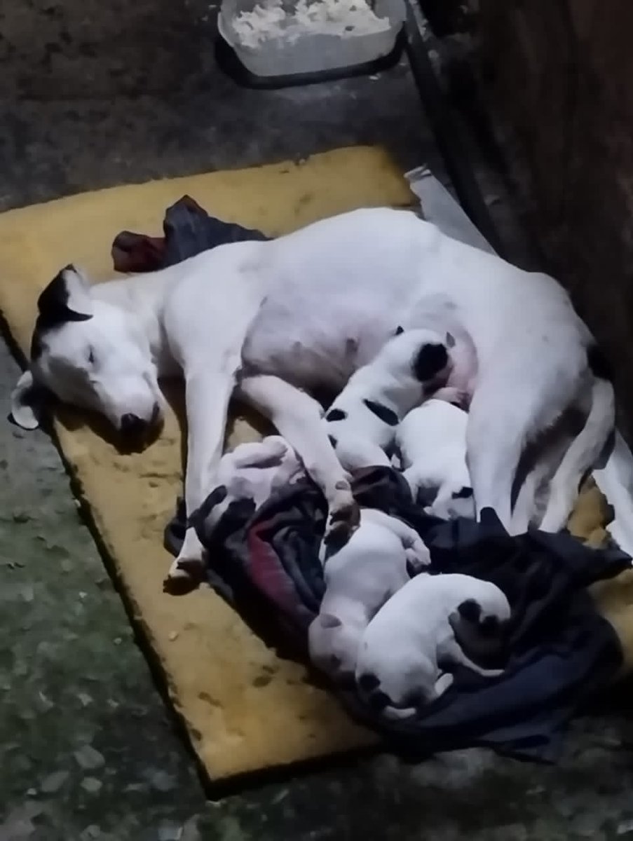 Necesitan hogar temporal o definitivo RP <a href="/Ma_Elisa_G/">#VzlaEntrampadaEntreLaDuplaMudPsuv🇻🇪🇻🇪</a>: 🆘️🚨🆘️Ella 👇🏻tiene pocos  días de haber tenido sus crias ,están en la calle,se NECESITA URGENTE temporal o MEJOR 🙏🏻lindo hogar para TODA la familia 🙏🏻❤️🙏🏻.Están en Ojo d Agua Baruta/Caracas 04242333687