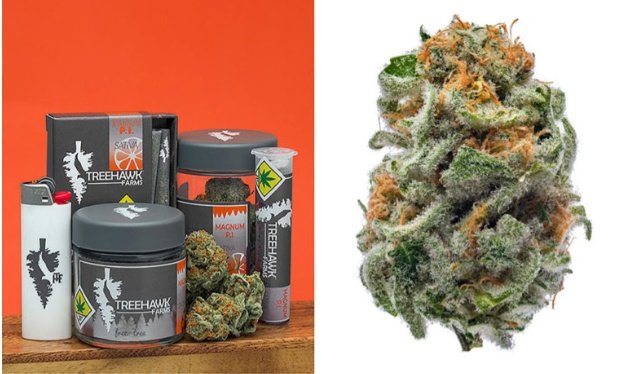 Fernand49034227's tweet image. #TreeHawk