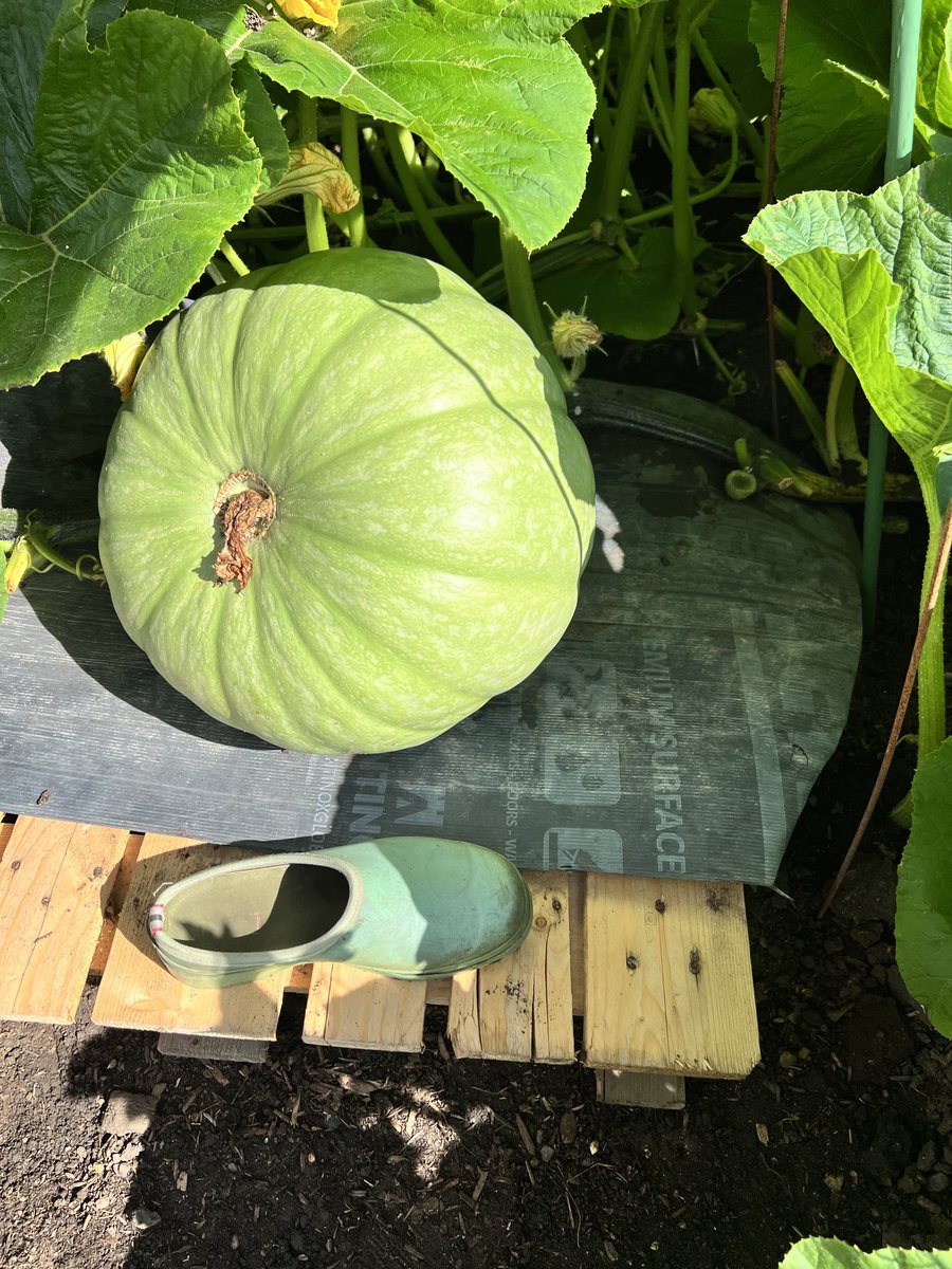 New pallet home and some bloody joker said that was a Lego shoe! #giantpumpkin