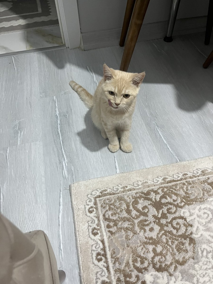 beqositive's tweet photo. Sarmanların yaramazlıklarını abartı sanardım🧿 https://t.co/vIvqI0sRmR