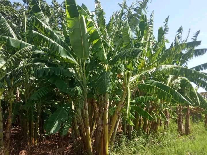 #AnapCuba Los campesinos de la CCS Héctor Díaz del municipio Majagua continúan abrazando el campo Sin perder un día #AnapCiegoDeÁvila. <a href="/FelixDuarteOrte/">Félix Duartes Ortega</a> <a href="/yoel_palmero/">Yoel Palmero Meneses</a> <a href="/SarduyYamila/">Yamila Sarduy Martínez</a> <a href="/OsmaniPerez18/">Osmani Pérez Márquez</a> <a href="/PresidenteANAPc/">Presidente Anap</a>