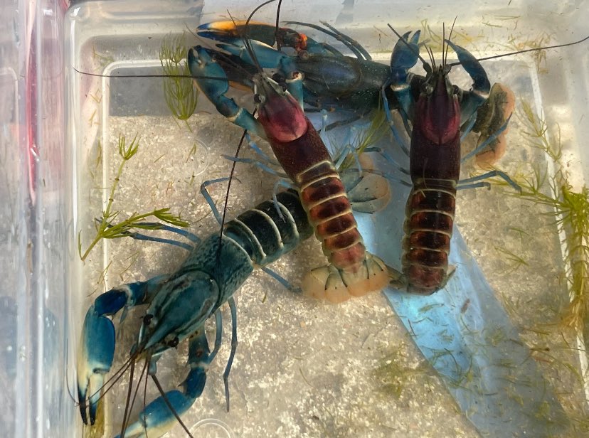 NeoProAquatics's tweet photo. The Cherax Pulchers, Snakeskin, and Red Kong. These Crayfish belong in the Cherax Family and are native to Papua New Guinea. They are more sensitive to water changes then Procambarus Clarkii! #cherax #pulcher #crayfish #aquarium #hobby #redkong #neoproaquatics https://t.co/eKSAP0usvZ