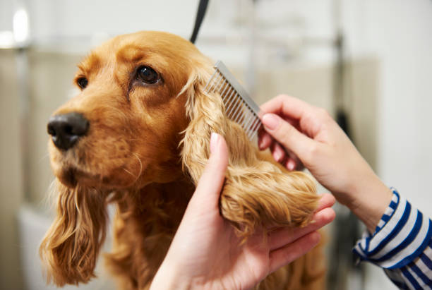 AffectionateGr1's tweet photo. Dogs have incredibly sensitive skin, which is why it's important to use high-quality grooming products that won't irritate or dry out their skin. At Affectionate Grooming, we use only the best products to keep your pet's coat healthy and shiny. https://t.co/vKt0sLNjQT
