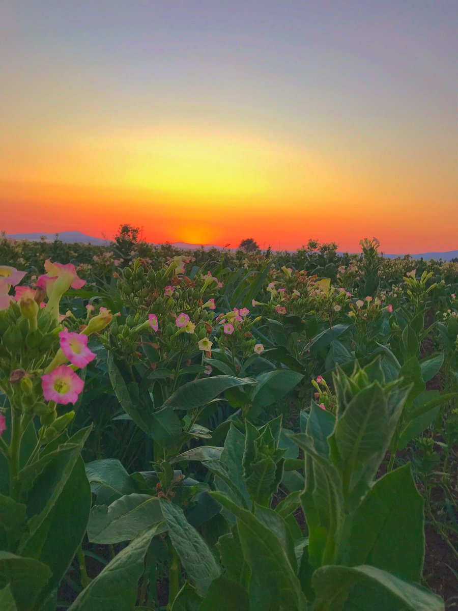 Tütün tarlasında gün batımı 🌸🌼 <a href="/PhilipMorrisUK/">Philip Morris UK</a>