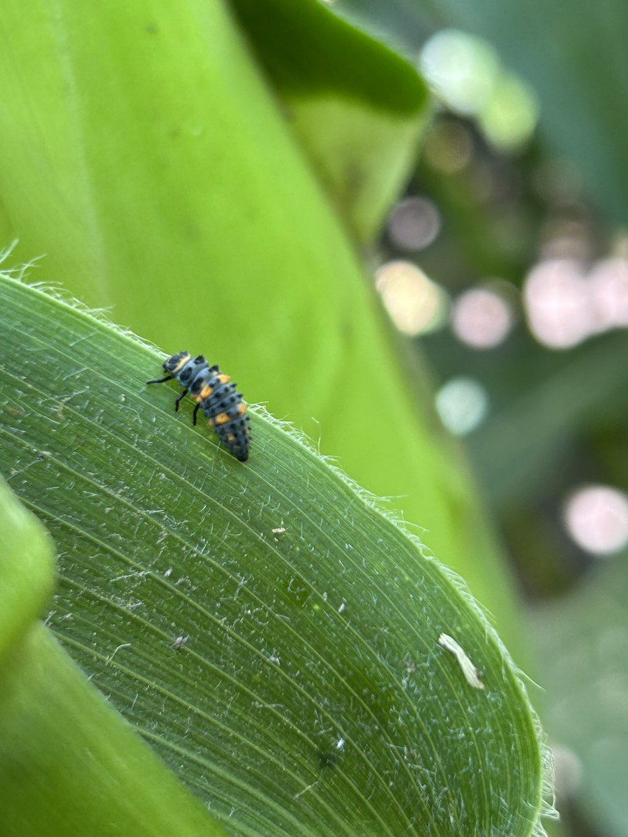 Ashley Dean (@ashleyn_dean) on Twitter photo My week in summary:
Corn - aphids, caterpillars in ears, root digs (and gene checks), and lots of biological control at work.
Soybeans - aphids and mummies, and calls about soybean gall midge and Dectes stem borer.
What are you seeing out there?!
<a href="/erinwhodgson/">Erin Hodgson</a> My week in summary:
Corn - aphids, caterpillars in ears, root digs (and gene checks), and lots of biological control at work.
Soybeans - aphids and mummies, and calls about soybean gall midge and Dectes stem borer.
What are you seeing out there?!
<a href="/erinwhodgson/">Erin Hodgson</a>