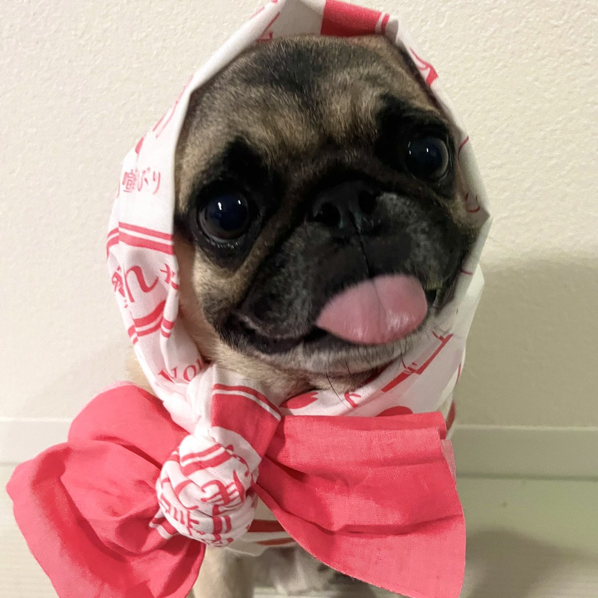 25__luck's tweet photo. 1日遅れちゃったけど、パグの日おめでとう㊗️

#パグ
#pug https://t.co/HUXciNvcEl