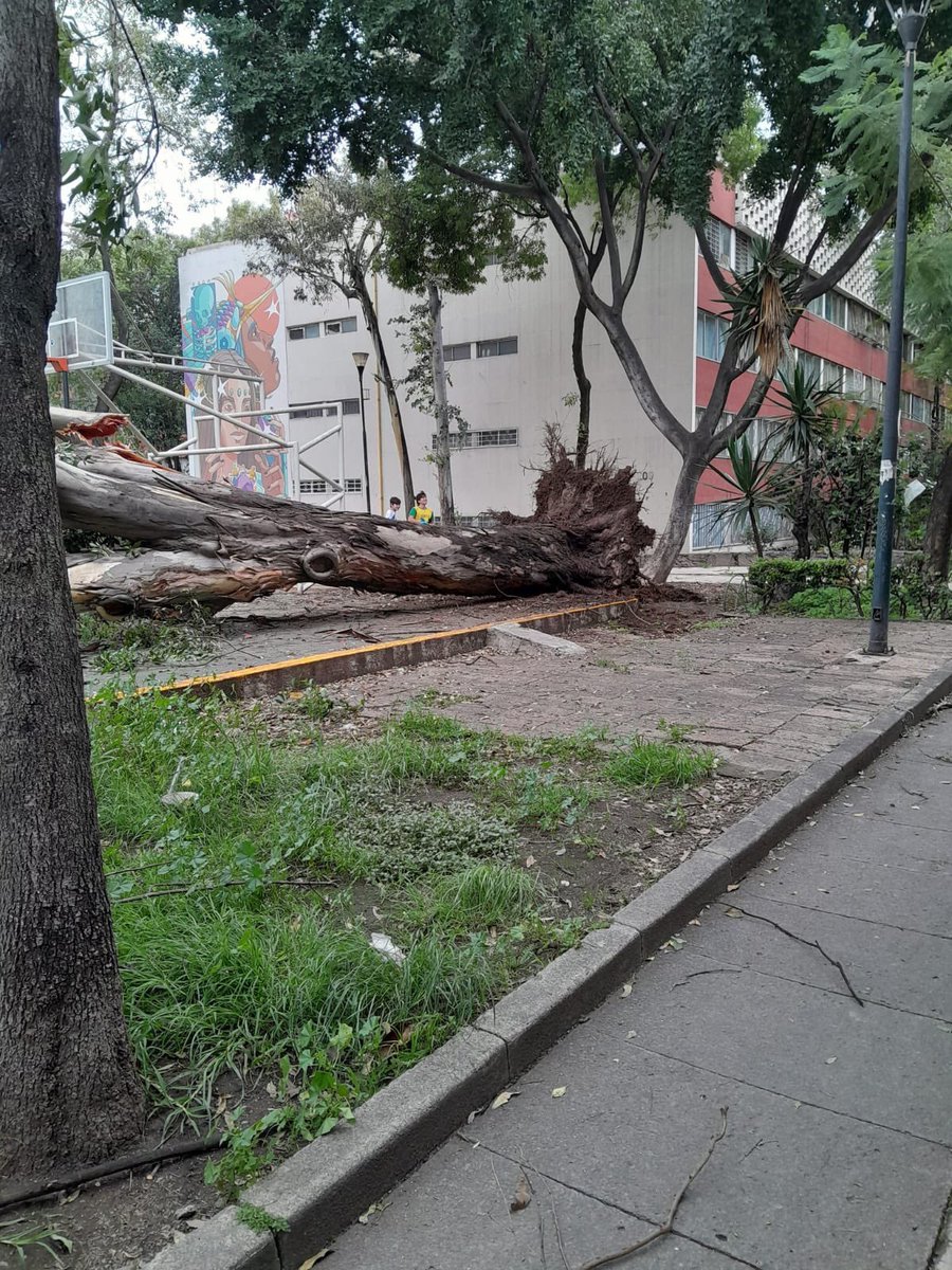 RicRojo1's tweet photo. #Arbol caído en #Tlatelolco primera sección. 🌳 https://t.co/LtH6XNIkW4