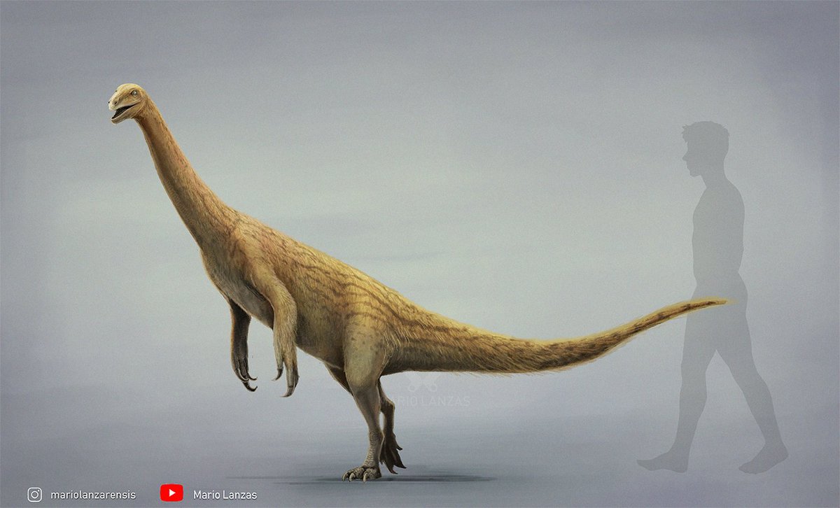 mariolanzas5's tweet photo. FALCARIUS, from the new video: (https://t.co/YnLwLbIuQF) about THERIZINOSAURIA. Did you know that over 300 specimens of this guy have been found in N.America? 💀 #falcarius #paleoart #dinosaur https://t.co/kRmAyw0X9s