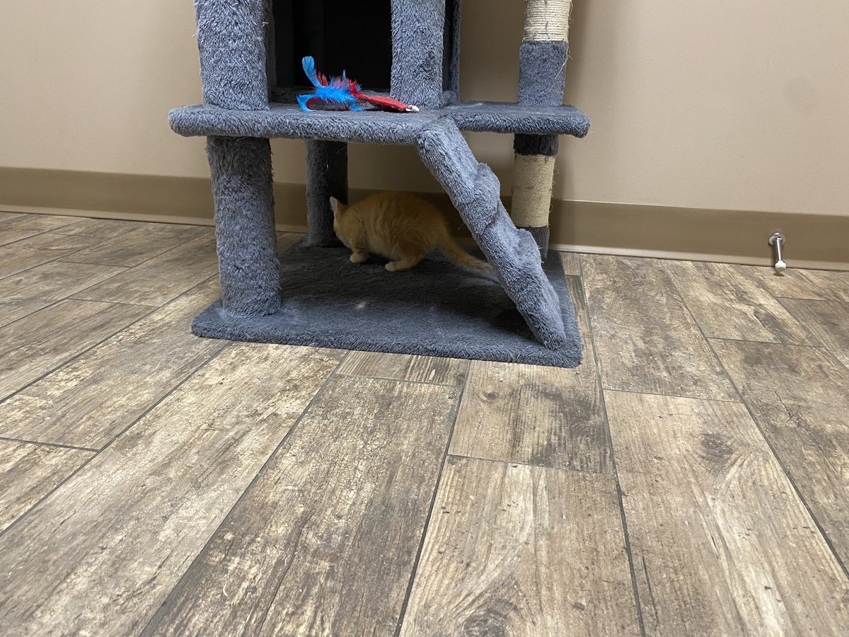 Matt Ramsey tweet media