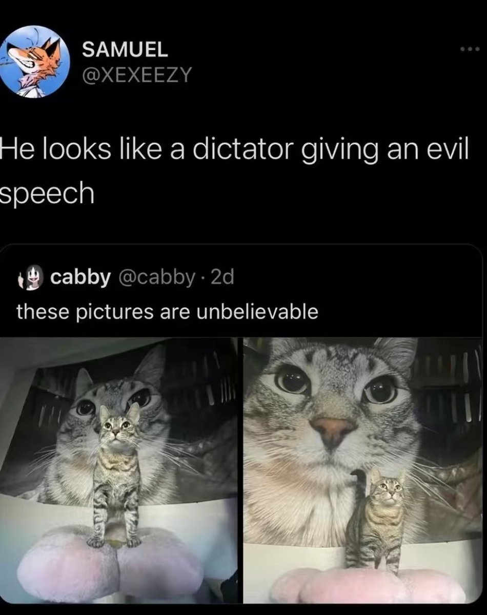 Punch Cat tweet media