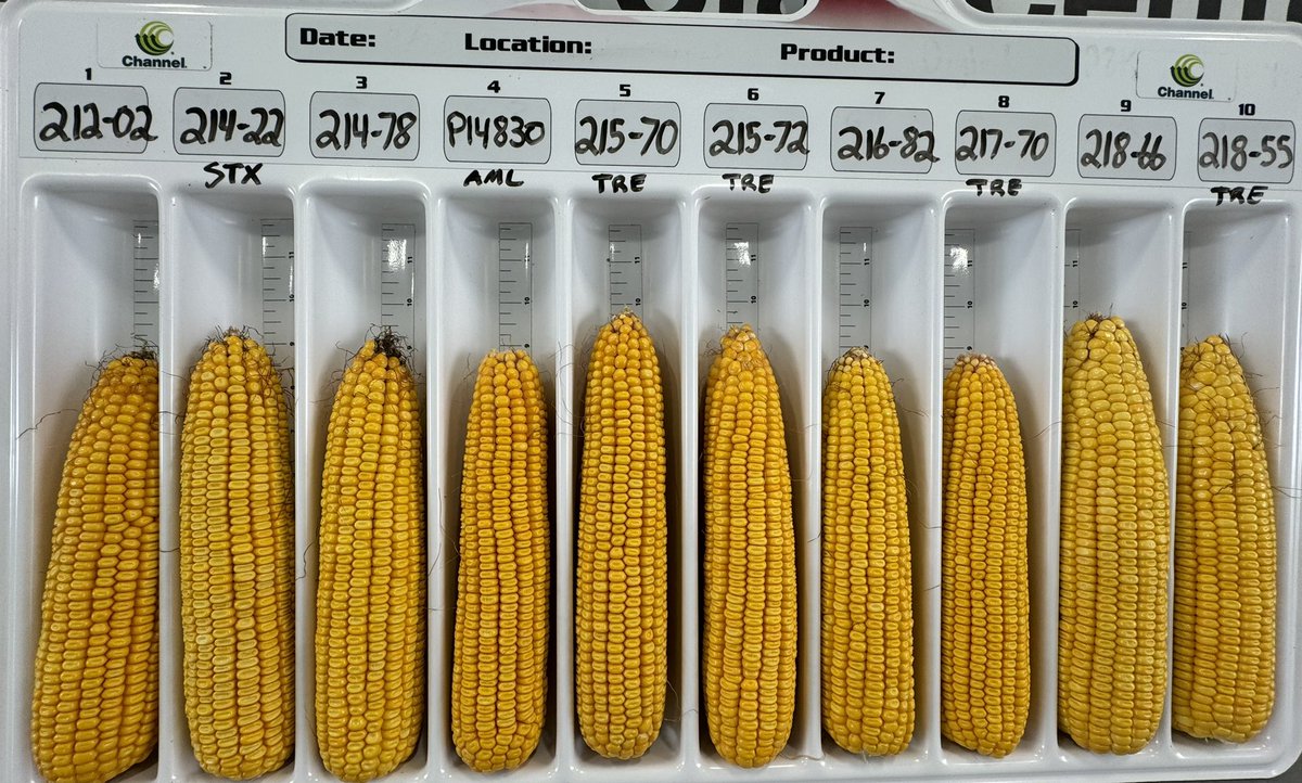 Gonna be a dog fight to determine who’s the top hybrid in this limited irrigation corn plot.  My money is on 218-66 brought over from the regional brands. I’m sure 215-70 and the old king corn 214-78 will be right there. What a full season lineup from <a href="/ChannelSeed/">Channel Seed</a> <a href="/reedseedsales/">Reed Seed</a>